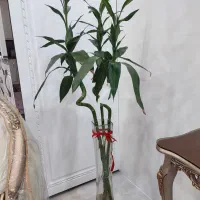 گل بامبو تایلندی