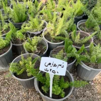 گل و گیاه آپارتمانی|گل و گیاه طبیعی|مینودشت, |دیوار