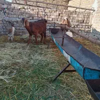 گوسفند|حیوانات مزرعه|مشهد, رباط طرق|دیوار