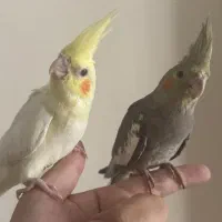 جوجه عروس هلندی