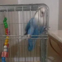 طوطی برزیلی|پرنده|قرچک, شهرک طلائیه|دیوار