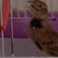 سهره خاکی بخان|پرنده|اردبیل, |دیوار