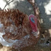 بوقلمون نر و ماده