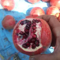 نهال انار رباب