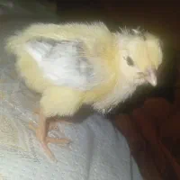 جوجه محلی