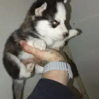 واگذاری هاسکی مالاموت