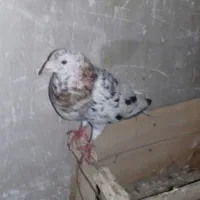 سار ماده|پرنده|شیروان (خراسان), |دیوار