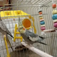 عروس هلندی سخنگو