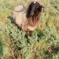 گله سی تای گوسفند