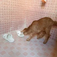 بزغاله دو ماهه