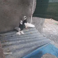 کبوتر طوقی|پرنده|مرودشت, رودبال|دیوار