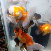 گلدفیش نژادداردرشت