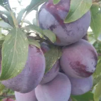 باغچه ۵۰۰ متری