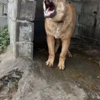 سرابی توله اصیل ۲تا مونده فروش و معاوضه ف و ر ی