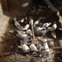 کبوتر فروشی سری