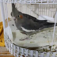 لوتینو نر با ی جفت سیامون|پرنده|مشهد, ایثار|دیوار