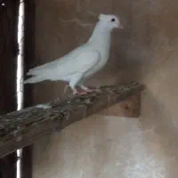 تعدادی کبوتر|پرنده|خورموج, |دیوار