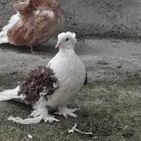 کبوتر.. جکسون