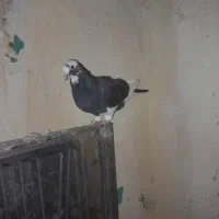 کبوتر ابلغ|پرنده|گتوند, |دیوار