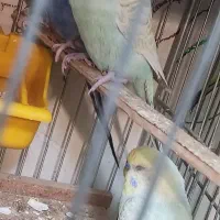 پرنده مرغ عشق رینبو|پرنده|اصفهان, آبشار|دیوار