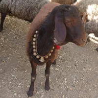 یک راس بره قوچ‌