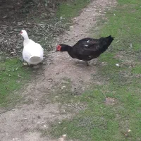 فروش گله اردک خارجی نر وماده درشت|حیوانات مزرعه|ساری, |دیوار