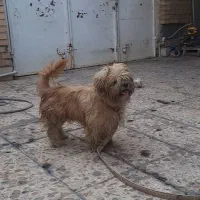 سگ گمشده مژدگانی دارد