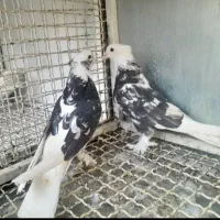 کبوترهماسرور