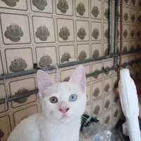 گربه ترکیش