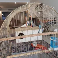 مرغ عشق مولد با قفس