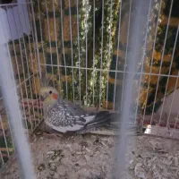 عروس هلندی|پرنده|مشهد, آبکوه|دیوار