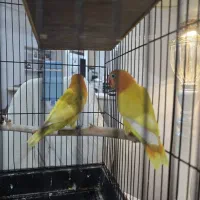 فروش طوطی برزیلی