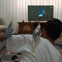 عروس هلندی نر و ماده