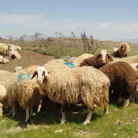 میش و بره درجه ۱