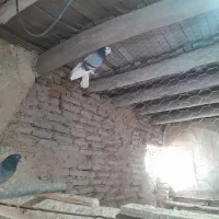 کبوتر شازده زرد|پرنده|تهران, مختاری|دیوار