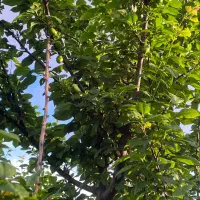 رهن یا اجاره خانه ویلایی در پورسینا