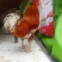 سلام خروس جوان لاری