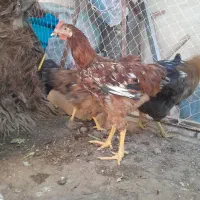مرغ|حیوانات مزرعه|کاشان, سلطان امیر احمد|دیوار