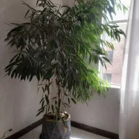 درختچه تزئینی (بنجامین)(آمستر)