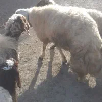 قوچ|حیوانات مزرعه|اسلام‌‌آباد غرب, |دیوار