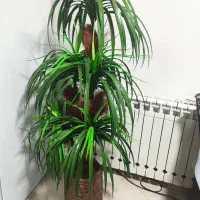 درختچه و گل فومی|گل مصنوعی|بیرجند, |دیوار