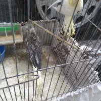 عروس هلندی  جفت خورده باتخم|پرنده|رشت, رودباری|دیوار