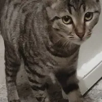 واگذاری گربه ماده