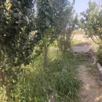 زمین باغ|فروش زمین و ملک کلنگی|رباط‌کریم, کاظم‌آباد|دیوار