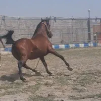 اسب کرد مادیان|اسب و تجهیزات اسب‌سواری|سراب, |دیوار