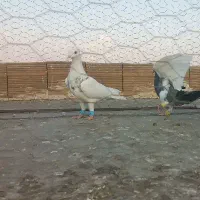 پرنده جوان رنگی خوب آینده دار قیمتمناسب