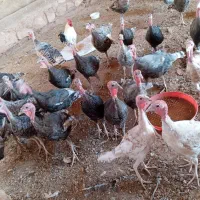 بوقلمون|حیوانات مزرعه|کوهدشت, |دیوار