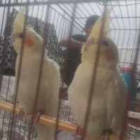 فروش یا معاوضه پرنده|پرنده|بروجن, |دیوار