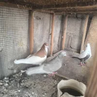 کبوتر رنگی|پرنده|آبپخش, |دیوار