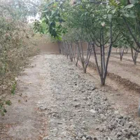 باغ-3000متری-با-برق-وگاز-شخصی